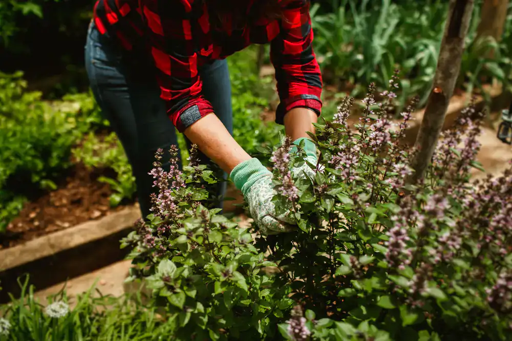 Carefully planning garden maintenance routes