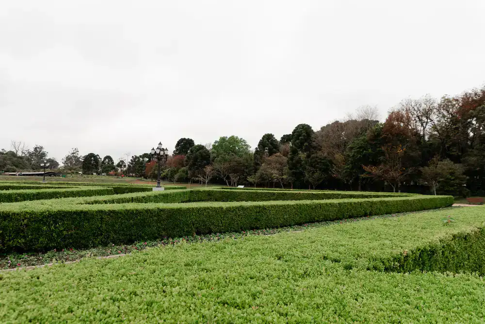 Neatly trimmed boxwood hedges along a driveway