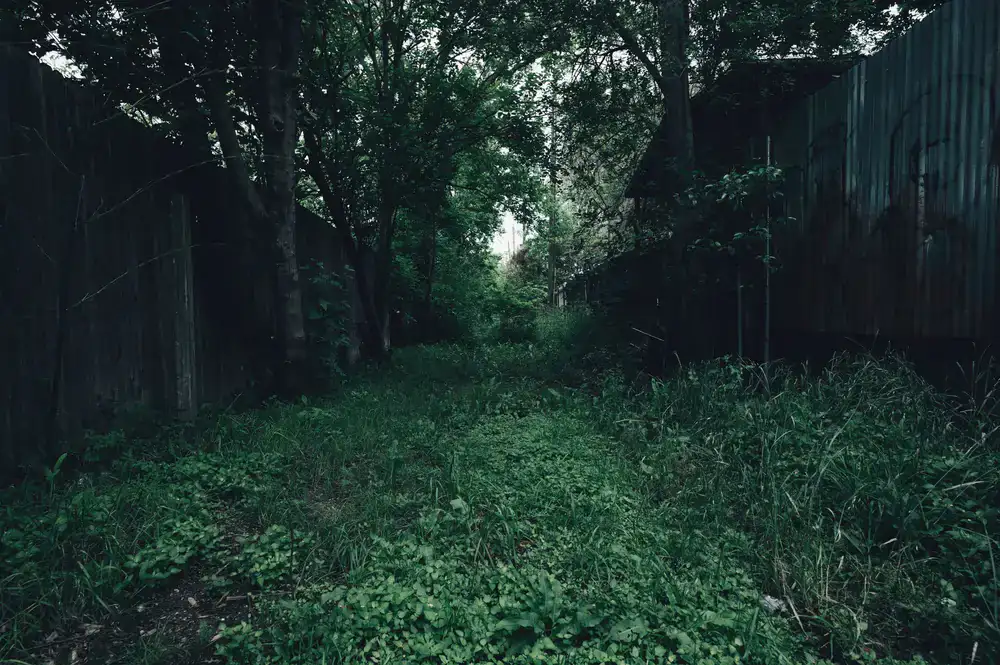 Overgrown garden area being cleared and restored