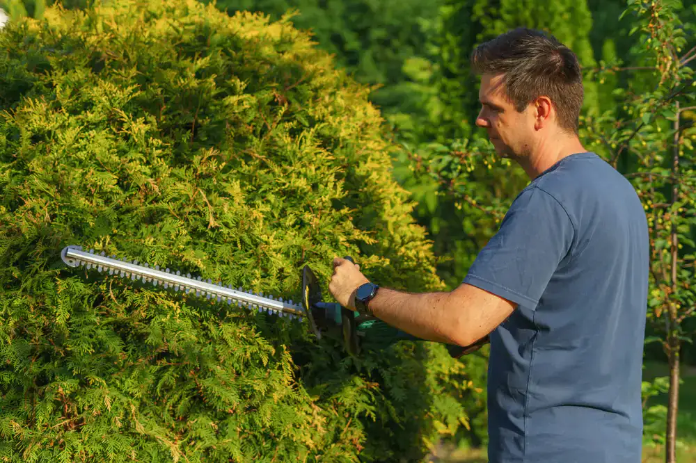 Worker precisely trimming a tall garden hedge
