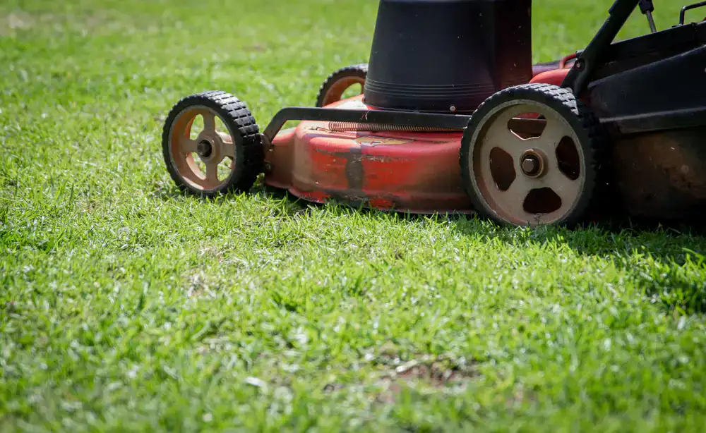 Freshly cut green lawn with clear stripes