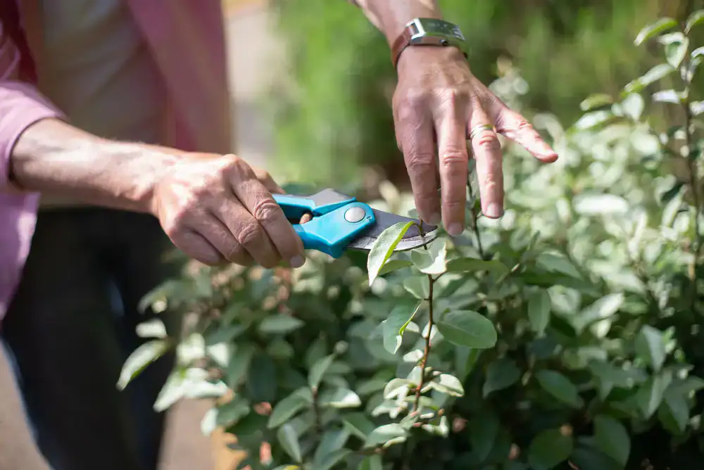 Gardener pruning an overgrown shrub